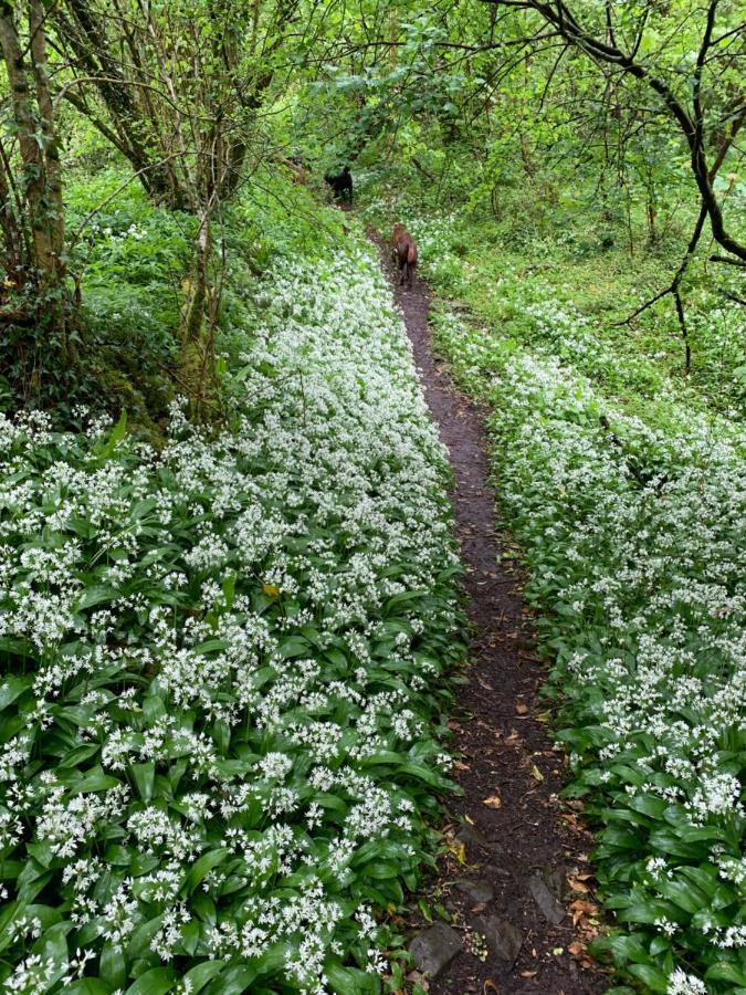 Kabin In The Woods Llandybie Екстер'єр фото