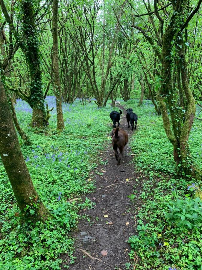 Kabin In The Woods Llandybie Екстер'єр фото