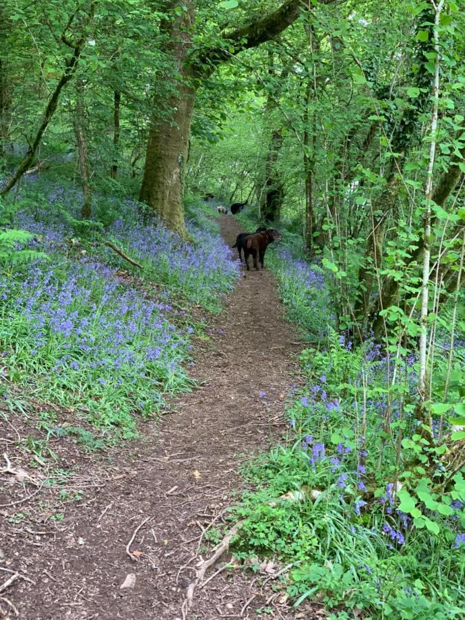 Kabin In The Woods Llandybie Екстер'єр фото
