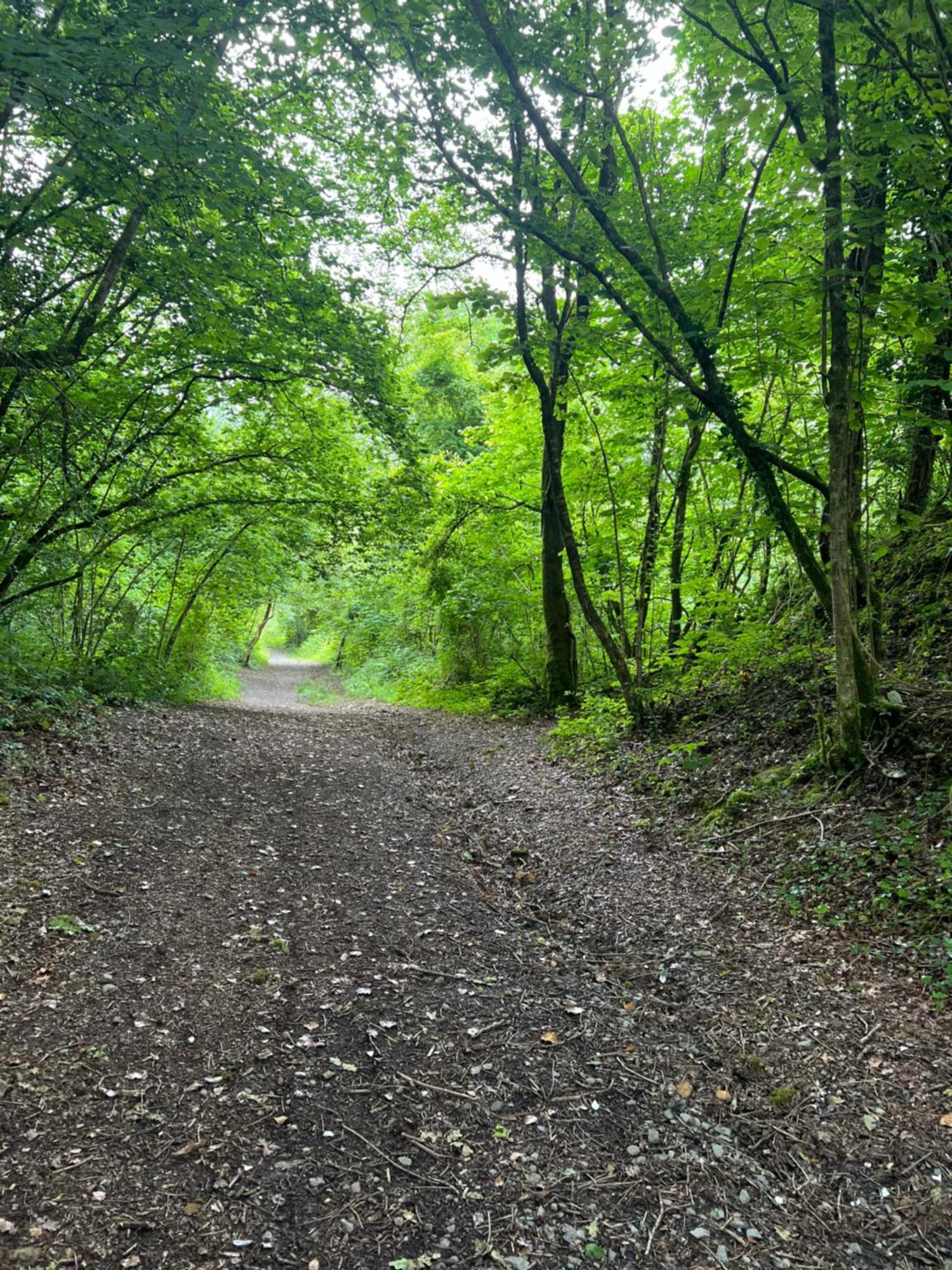 Kabin In The Woods Llandybie Екстер'єр фото